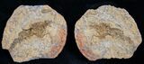 Triassic Fossil Shrimp From Madagascar #7262-1